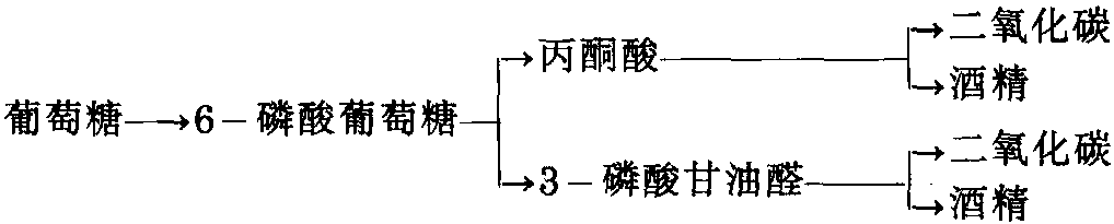 第三節(jié) 細菌發(fā)酵產(chǎn)酒精